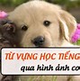 Học Tiếng Anh Về Những Con Vật